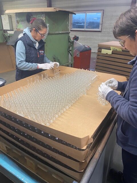 Employées examinant des bouteilles pour le triage